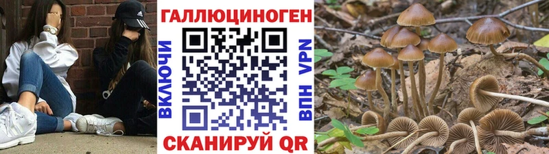 где продают Фролово Псилоцибиновые грибы Psilocybine cubensis